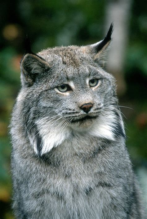 What cat looks like a lynx?