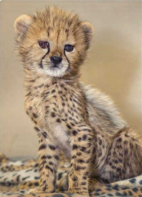 What cats look like cheetahs?