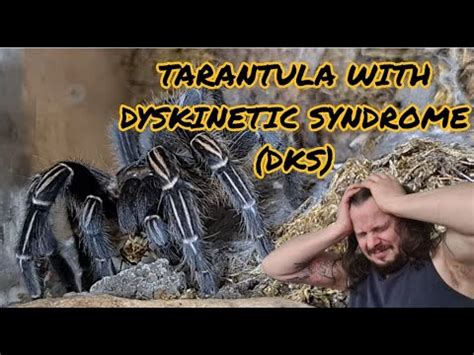 What causes DKS in tarantulas?