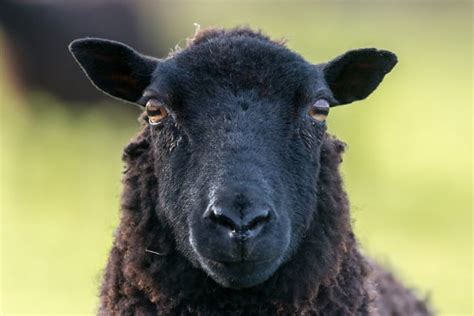What causes a sheep to be black?
