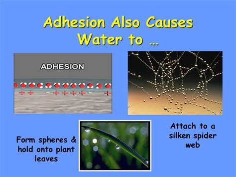 What causes adhesion in liquids?