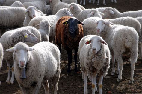 What causes black sheep?