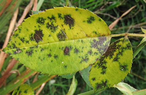 What causes black spot leaf disease?