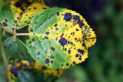 What causes black spot on plants?