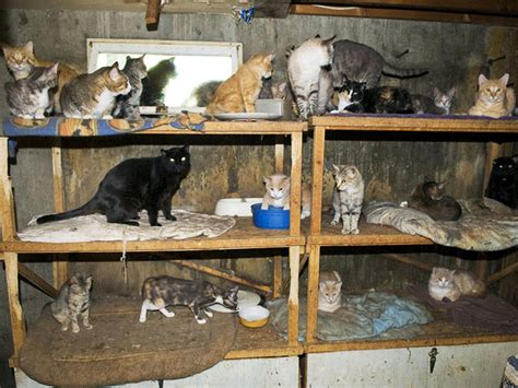 What causes cat hoarding?