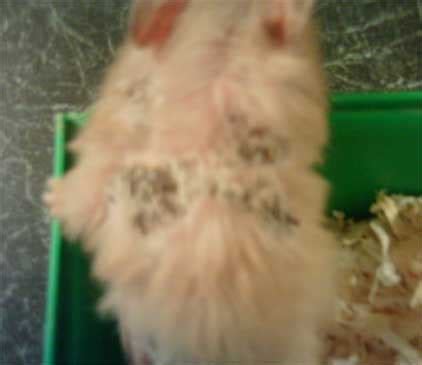 What causes dermatitis in hamsters?