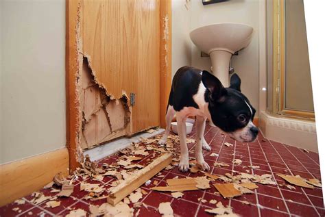 What causes dog separation anxiety?