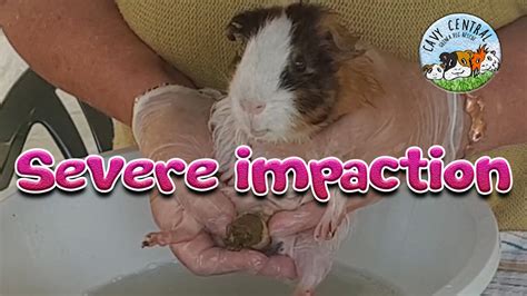 What causes fecal impaction in guinea pigs?