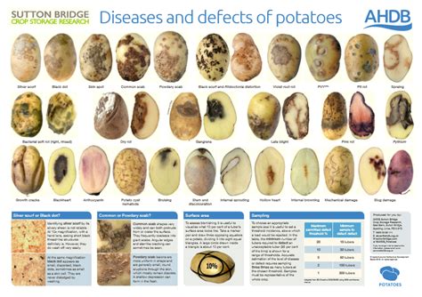 What causes little potato disorder?