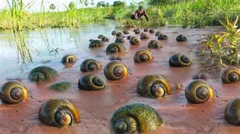 What causes lots of snails?