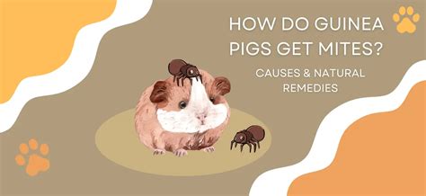 What causes mites in guinea pigs?