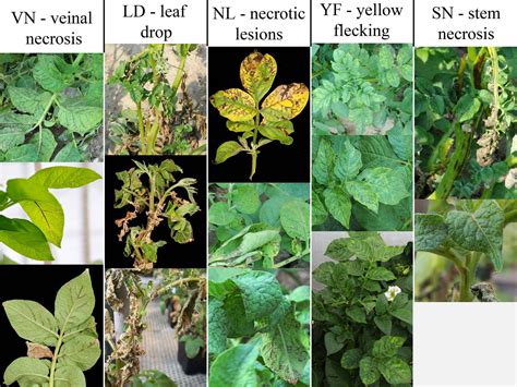 What causes potato virus?