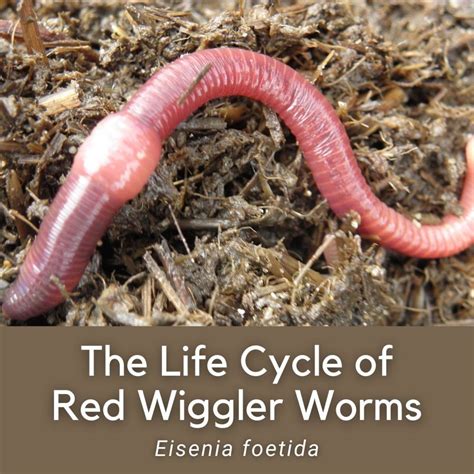 What causes red worms?