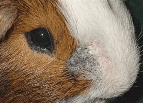 What causes skin mites on guinea pigs?