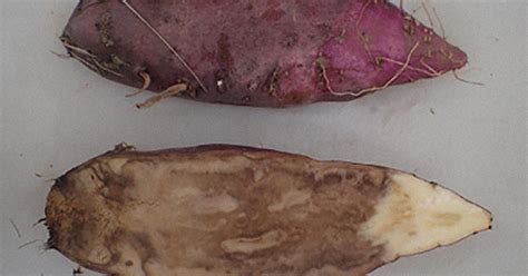 What causes sweet potatoes to rot in the ground?