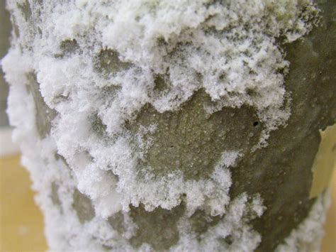 What causes white mold on cement?