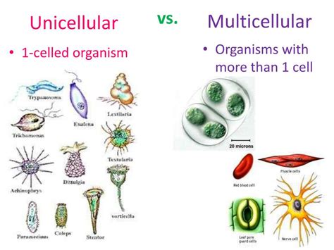 What cells are single or multicellular?