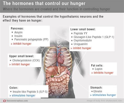 What chemical causes horniness?