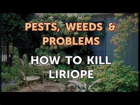 What chemical kills liriope?