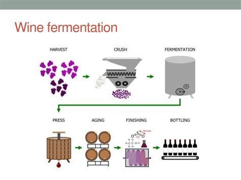 What chemical stops wine fermentation?
