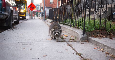 What city has most raccoons?
