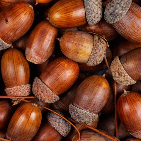What color are acorns?