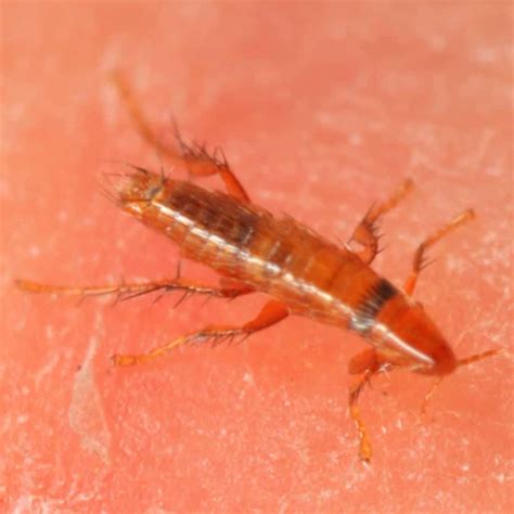 What color are baby fleas?