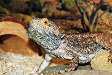 What color are bearded dragons when they are angry?