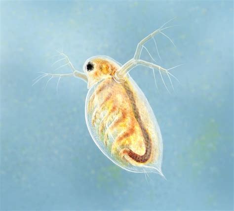 What color are fleas when they first hatch?