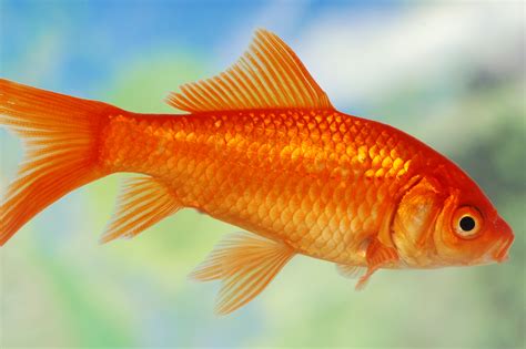 What color are male goldfish?