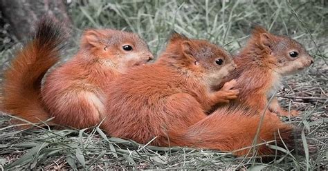 What color are newborn squirrels?