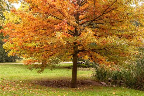 What color are oak trees?