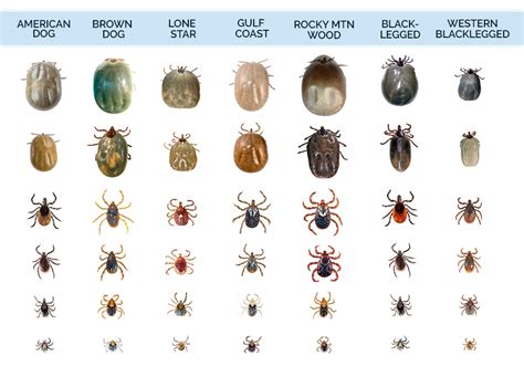 What color are ticks least attracted to?