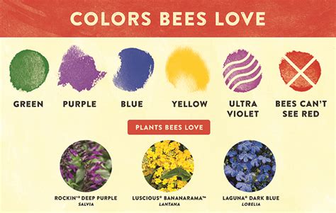 What color attracts bees?