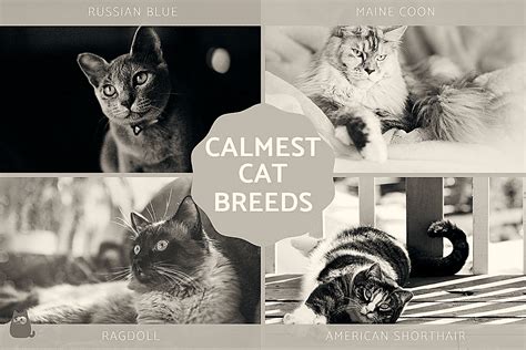 What color cat is calmest?