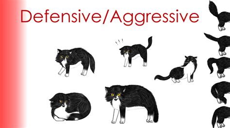 What color cat is more aggressive?