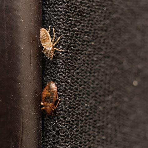 What color do bed bugs hate?