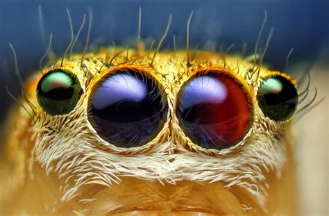What color do jumping spiders see?