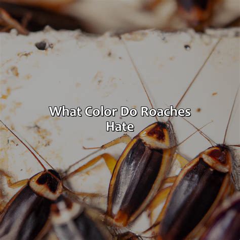 What color do roaches hate?