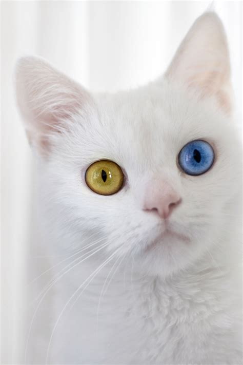 What color eyes do white cats have?