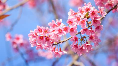 What color is Sakura blossom?