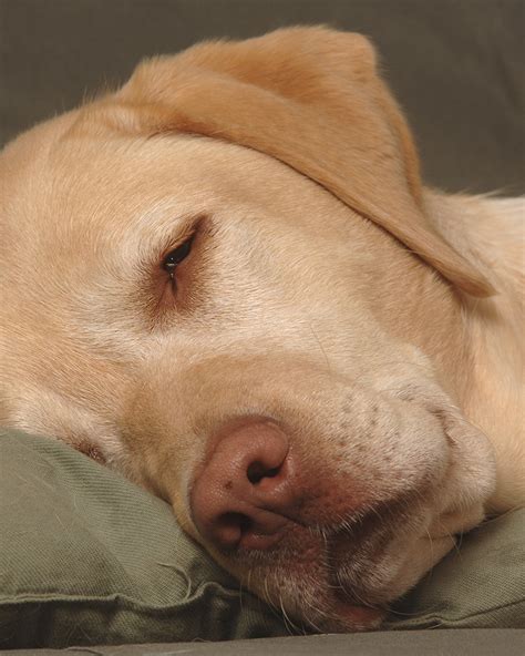 What color is an English Lab nose?