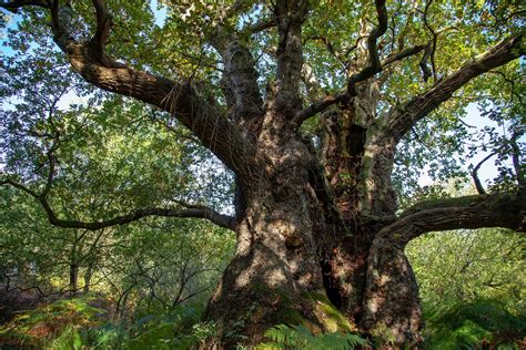 What color is ancient oak?