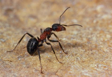 What color is ants blood?