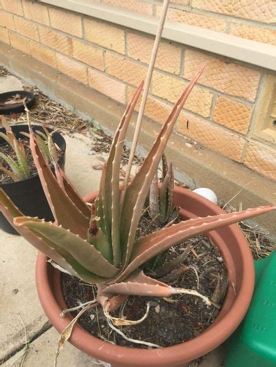 What color is bad aloe?