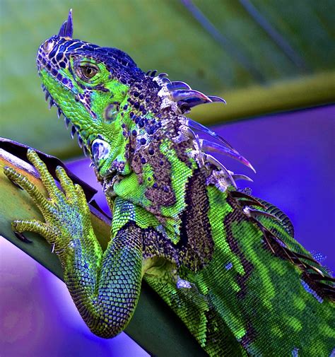 What color is iguana pee?