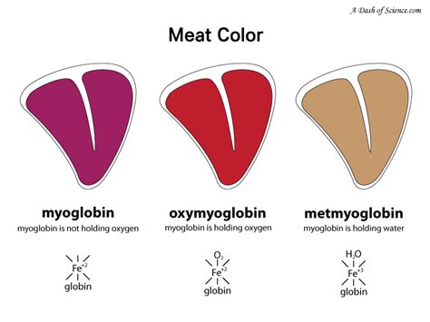 What color is myoglobin?