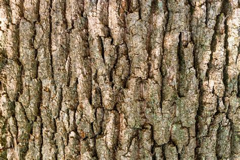 What color is oak bark?