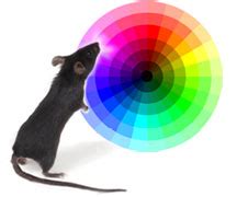 What color light do mice hate?