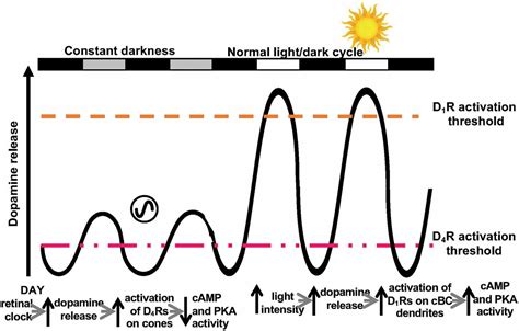 What color light releases dopamine?